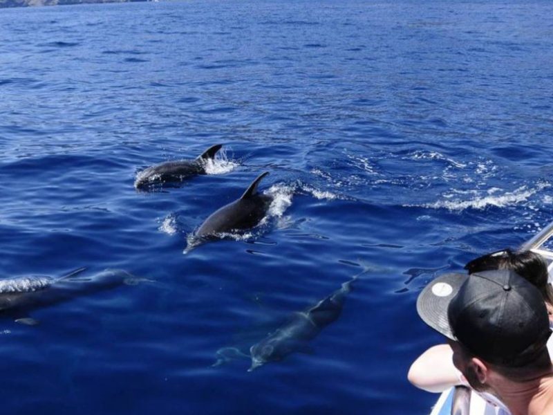 avistamiento-cetaceos-los-gigantes